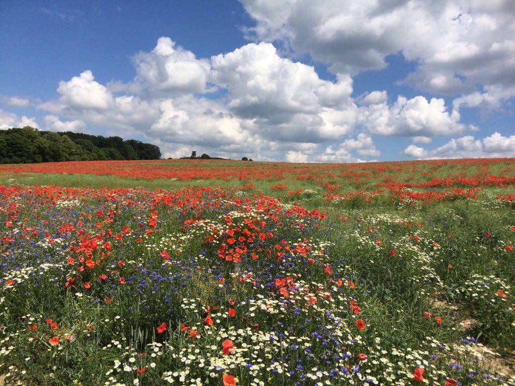 Klosterhotel Marienfliess Stepenitz ภายนอก รูปภาพ
